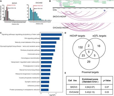 Functional Interrogation of Enhancer Connectome Prioritizes Candidate Target Genes at Ovarian Cancer Susceptibility Loci